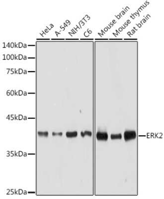 Western Blot: ERK2 AntibodyAzide and BSA Free [NBP3-02973]